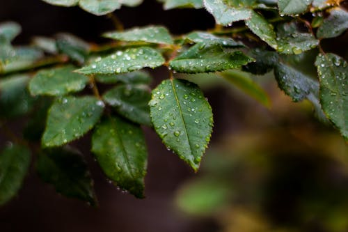 Free Green Leaf Plant With Water Droplets Stock Photo
