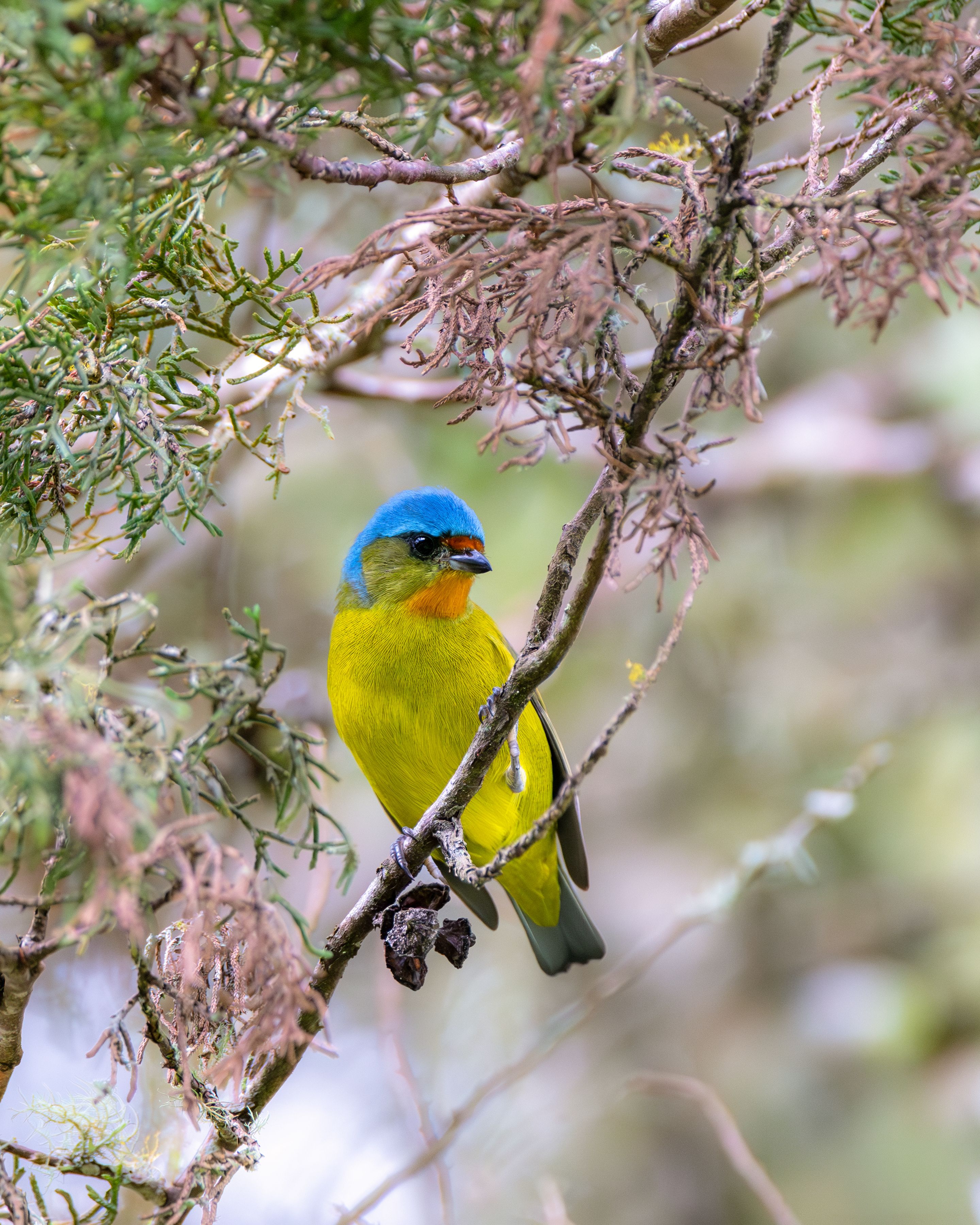 Vibrant Blue-and-Yellow Bird in Costa Rica · Free Stock Photo