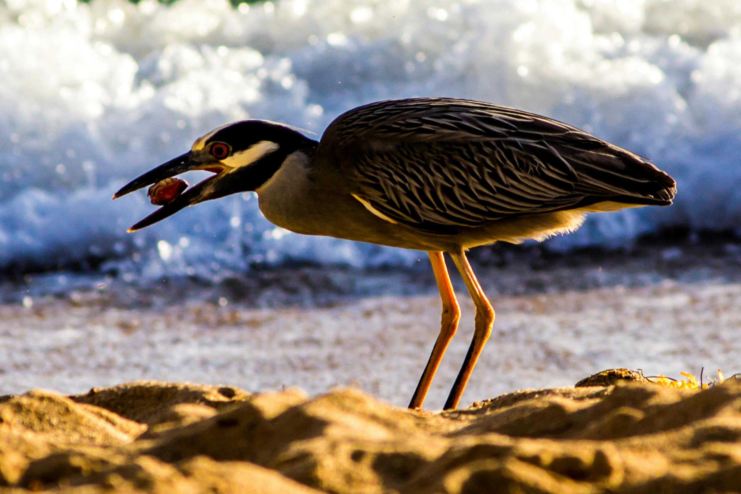 free-stock-photo-of-beach-san-juan-puerto-rico-shore-bird