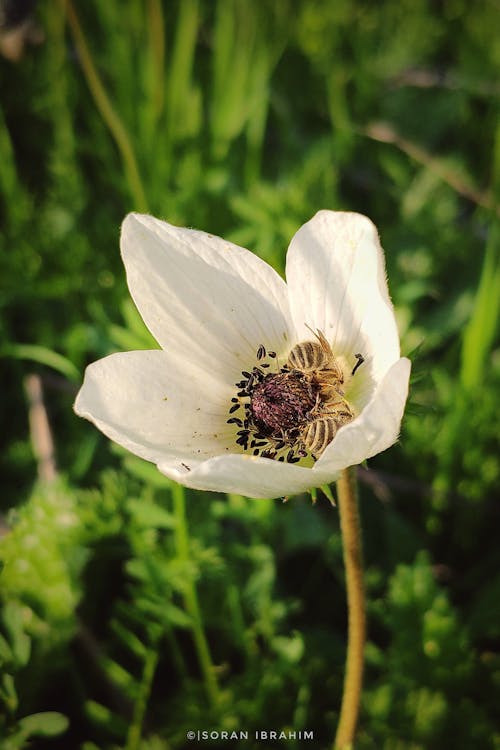 ミツバチ, 白い花の無料の写真素材