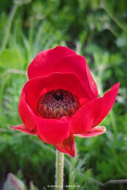 Fotos de stock gratuitas de flor roja