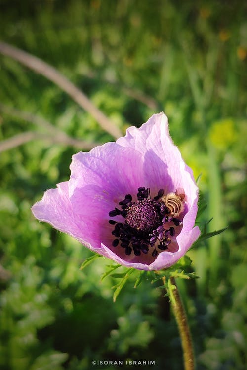 ミツバチ, 紫色の花の無料の写真素材