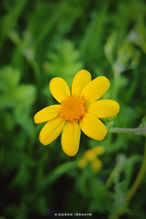 Fotos de stock gratuitas de flor amarilla, primavera