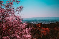 城市宁静的景色中，前景盛开的樱花充满活力，捕捉了春天的美丽本质