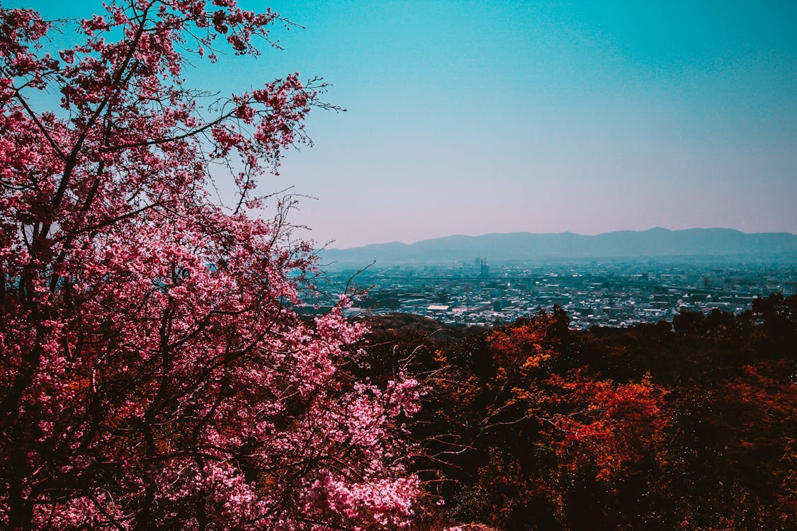 免费 在晴朗的天空下城市附近的森林中的粉红色的叶子的树 素材图片