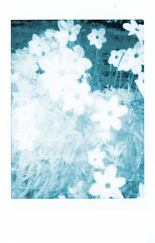Polaroid Photo Of Flowers