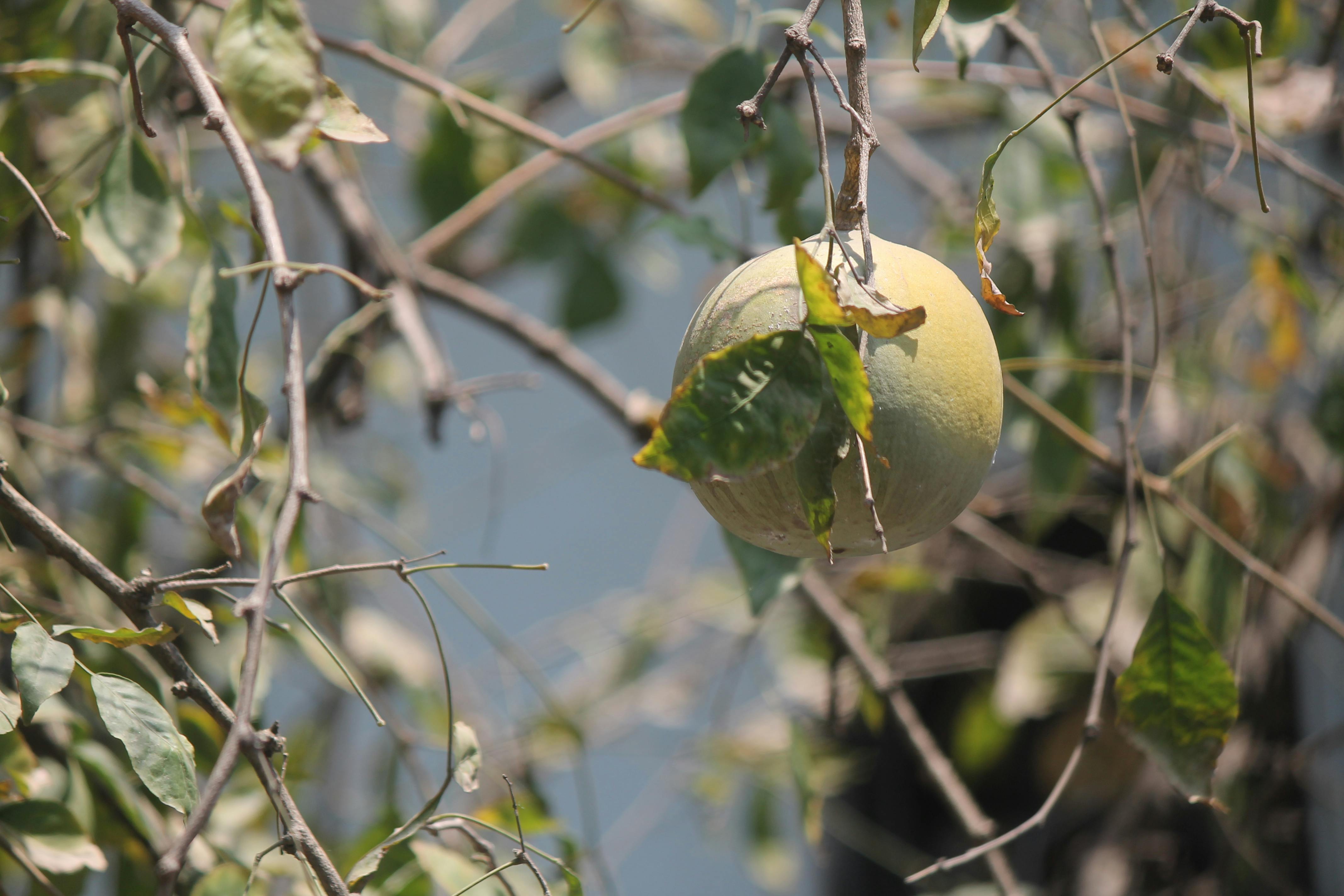 Free stock photo of fruit, wood apple tree, woodapple
