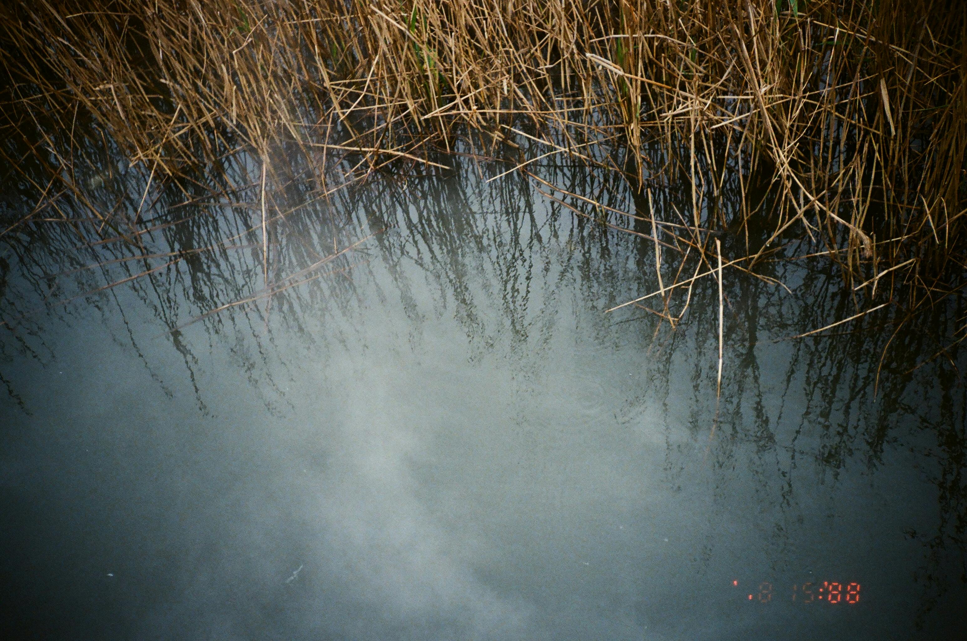 Reeds Growing on a Pond · Free Stock Photo
