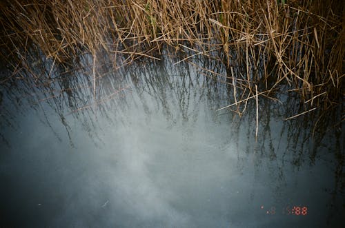 Reeds Growing on a Pond