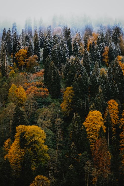 Free Serene autumn landscape with colorful foliage in Rize, Türkiye's misty forest, showcasing nature's beauty. Stock Photo