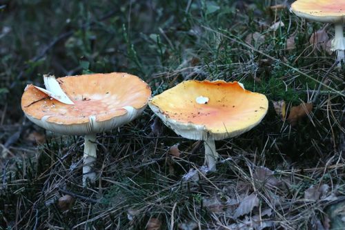 Free Vibrant Amanita muscaria mushrooms with orange caps in a natural forest environment. Stock Photo