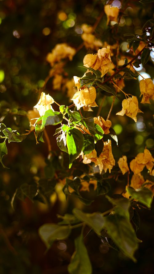 Free Close-up of yellow Bougainvillea flowers basking in warm sunlight. Stock Photo