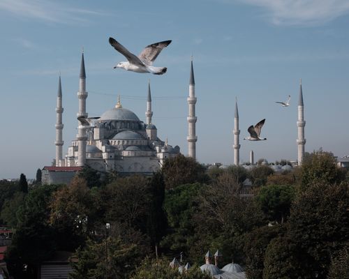 Free Capture of the Blue Mosque in Istanbul with seagulls soaring above, framed by lush greenery. Stock Photo
