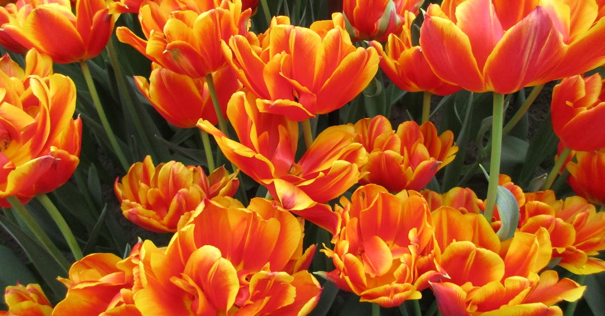 Free stock photo of tulips