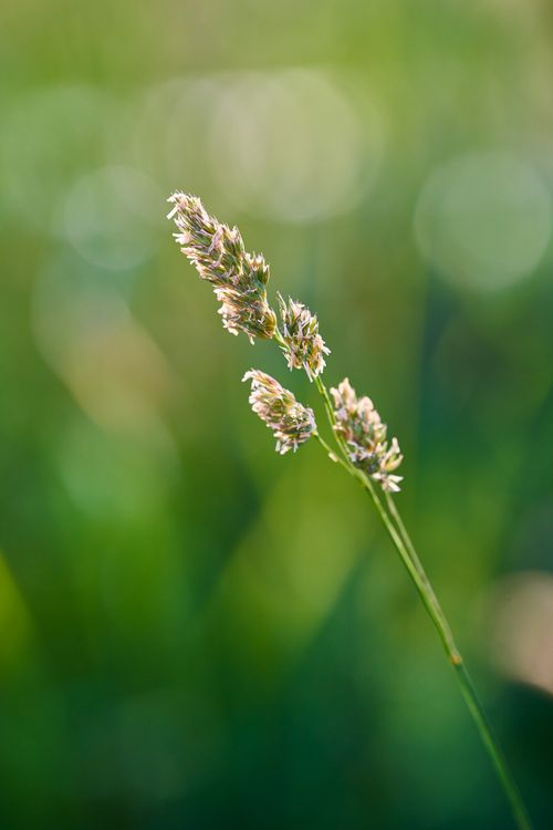 Free Detailed image of a single grass blade with blurred green bokeh background. Stock Photo
