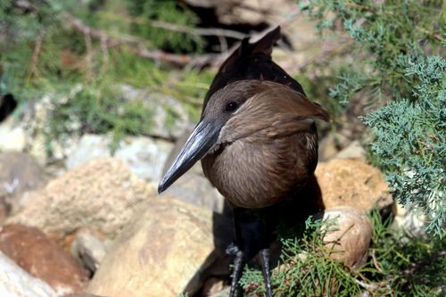 Free Detailed close-up of a Hamerkop bird among rocks and greenery outdoors. Stock Photo