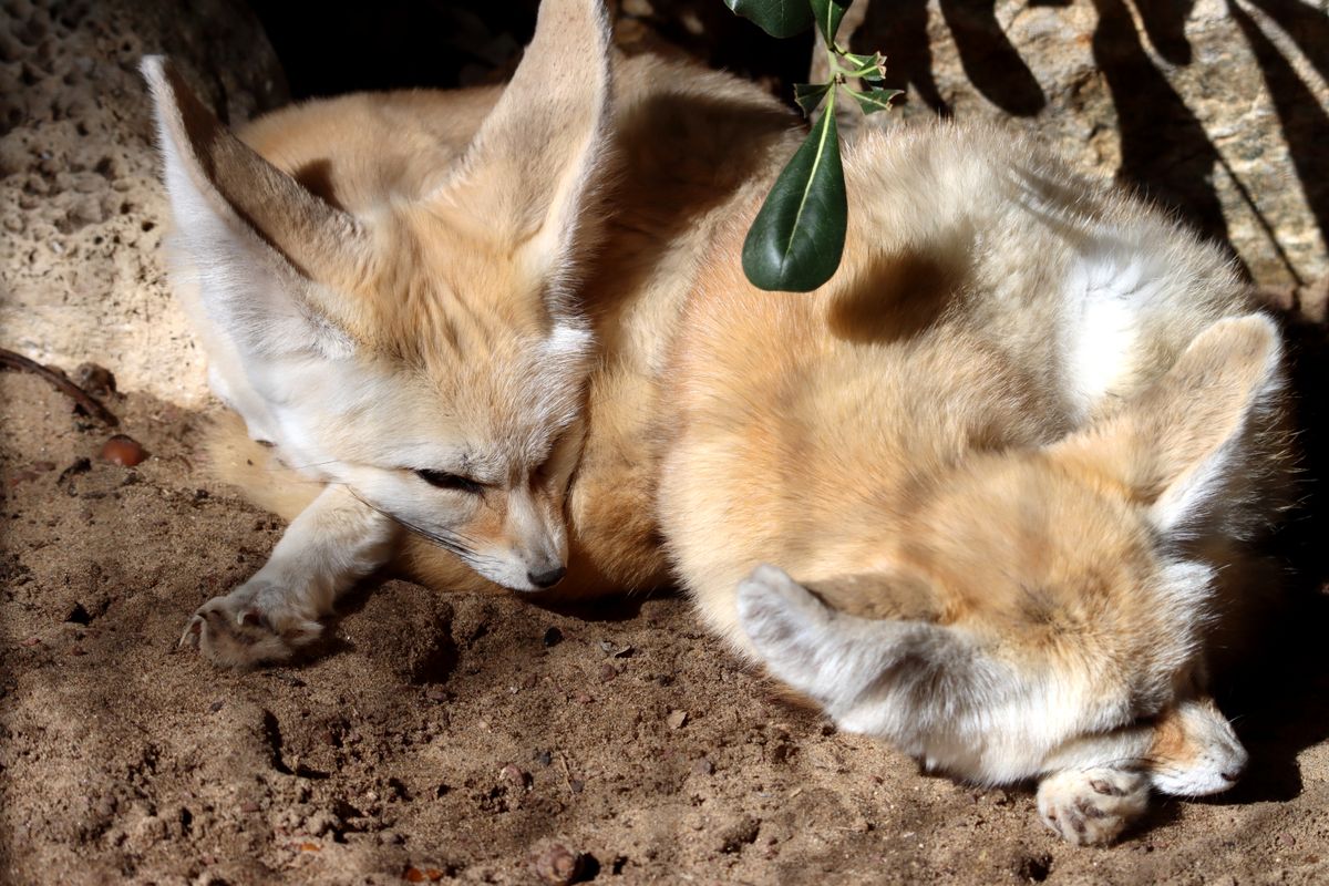 Zwei Fenneks ruhen nebeneinander auf Sand in der Sonne; Fenneks sind Gruppentiere und werden mindestens paarweise gehalten