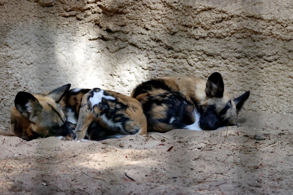 Two African wild dogs peacefully resting on sandy terrain in natural lighting.