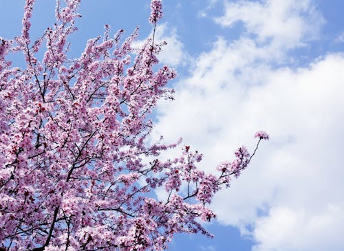 Pink Cherry Blossom Under Blue Sky