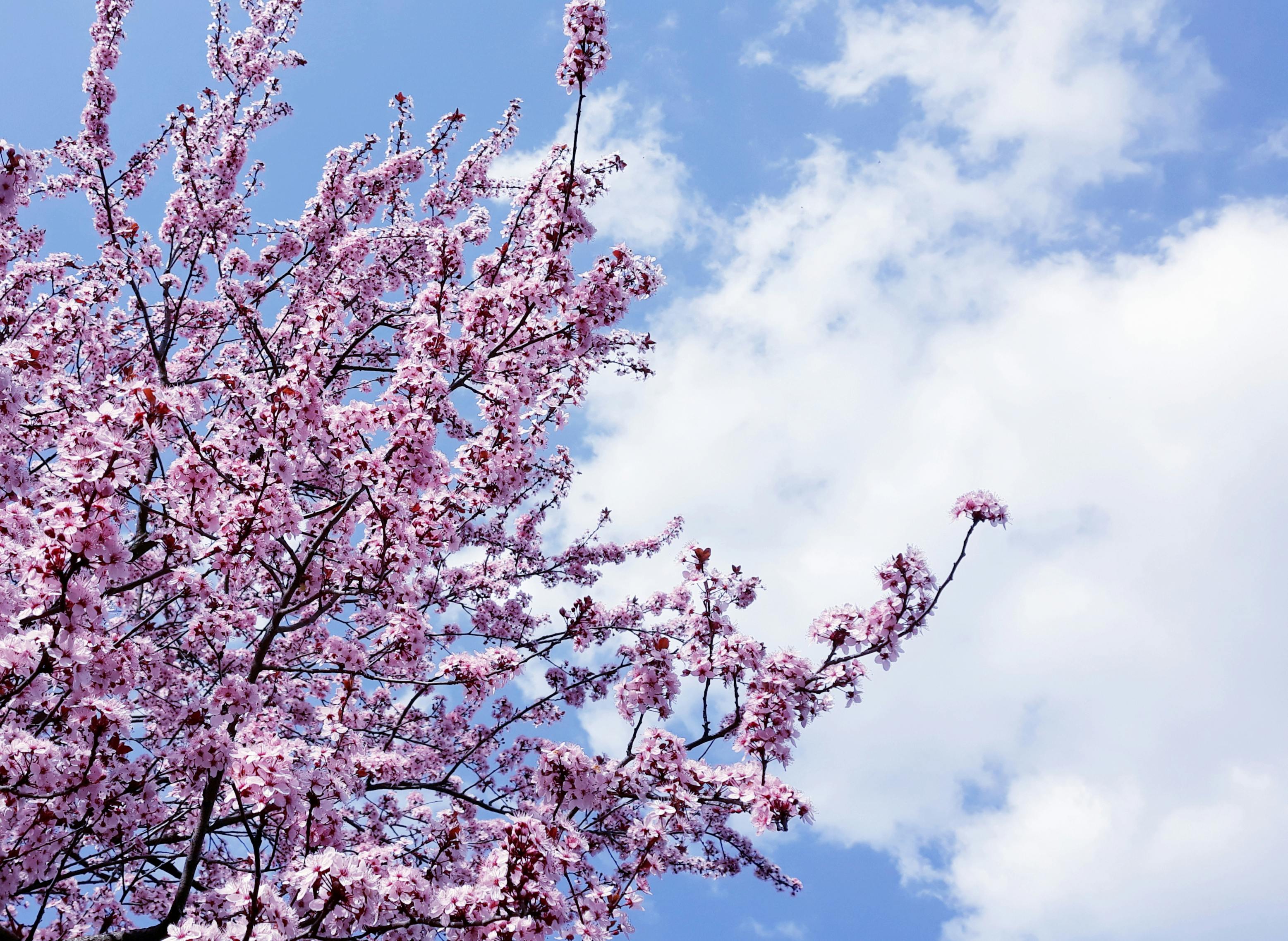 Pink cherry blossom under blue sky during daytime photo – Free