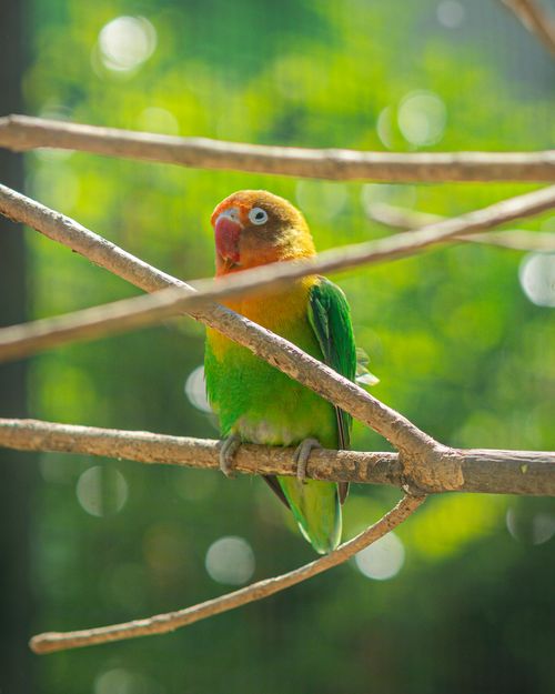 Free Colorful lovebird sitting on a branch in bright outdoor setting, highlighting its vivid plumage. Stock Photo