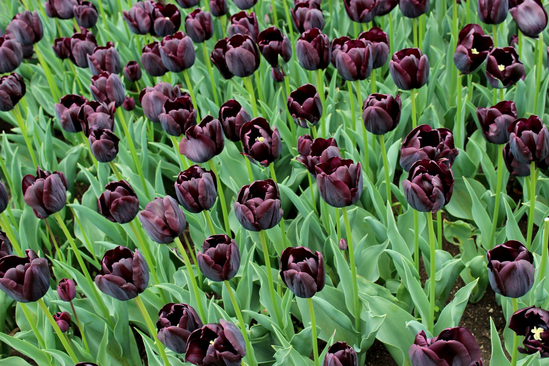 A stunning field of black tulips in full bloom during spring in Razgrad, Bulgaria.