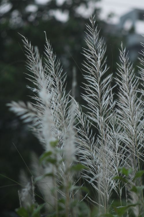 Free Calm and tranquil scene of pampas grass swaying in a gentle breeze outdoors. Stock Photo