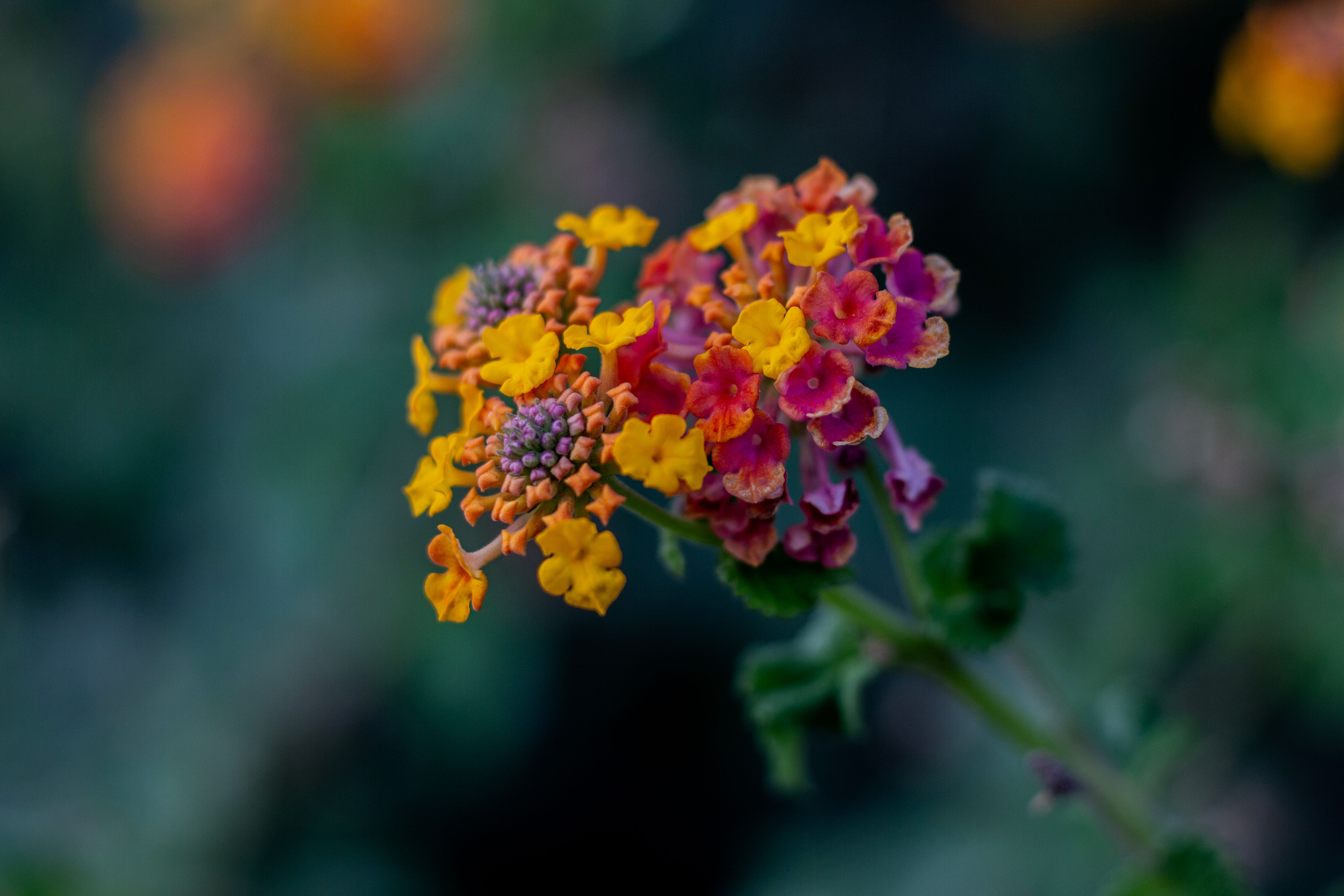 Close-up of Vibrant Lantana Flowers in Bloom · Free Stock Photo