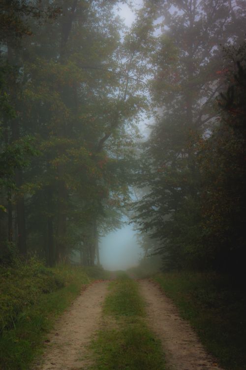 Free A serene, foggy forest path leading through dense trees in a tranquil setting. Stock Photo