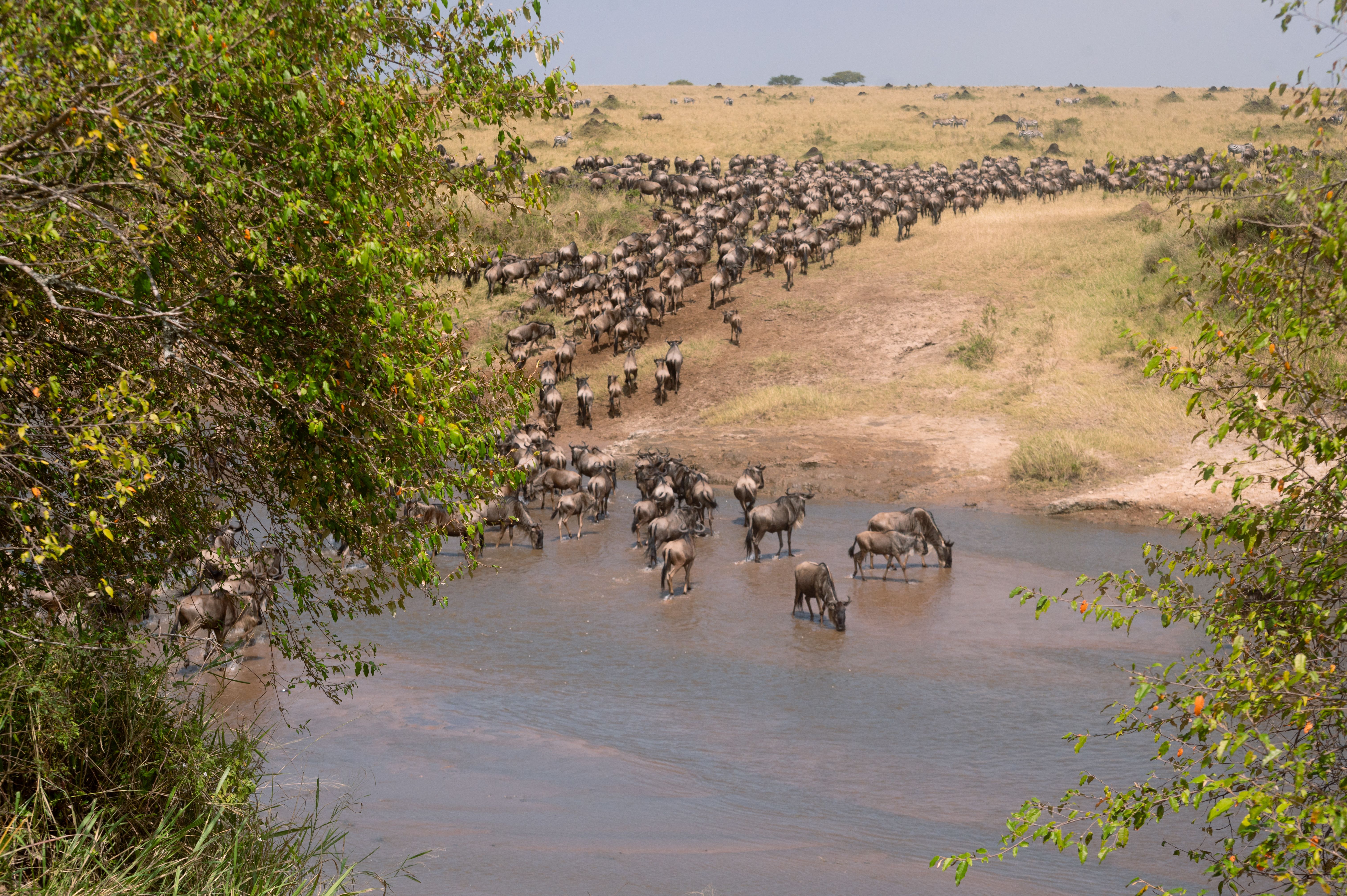 Where To Stay Near Ruaha National Park For Dry-Season River Sightings