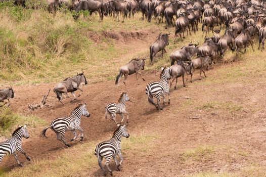 Wildebeests and zebras migrating across the African savannah. Aerial view capturing the natural wonder.