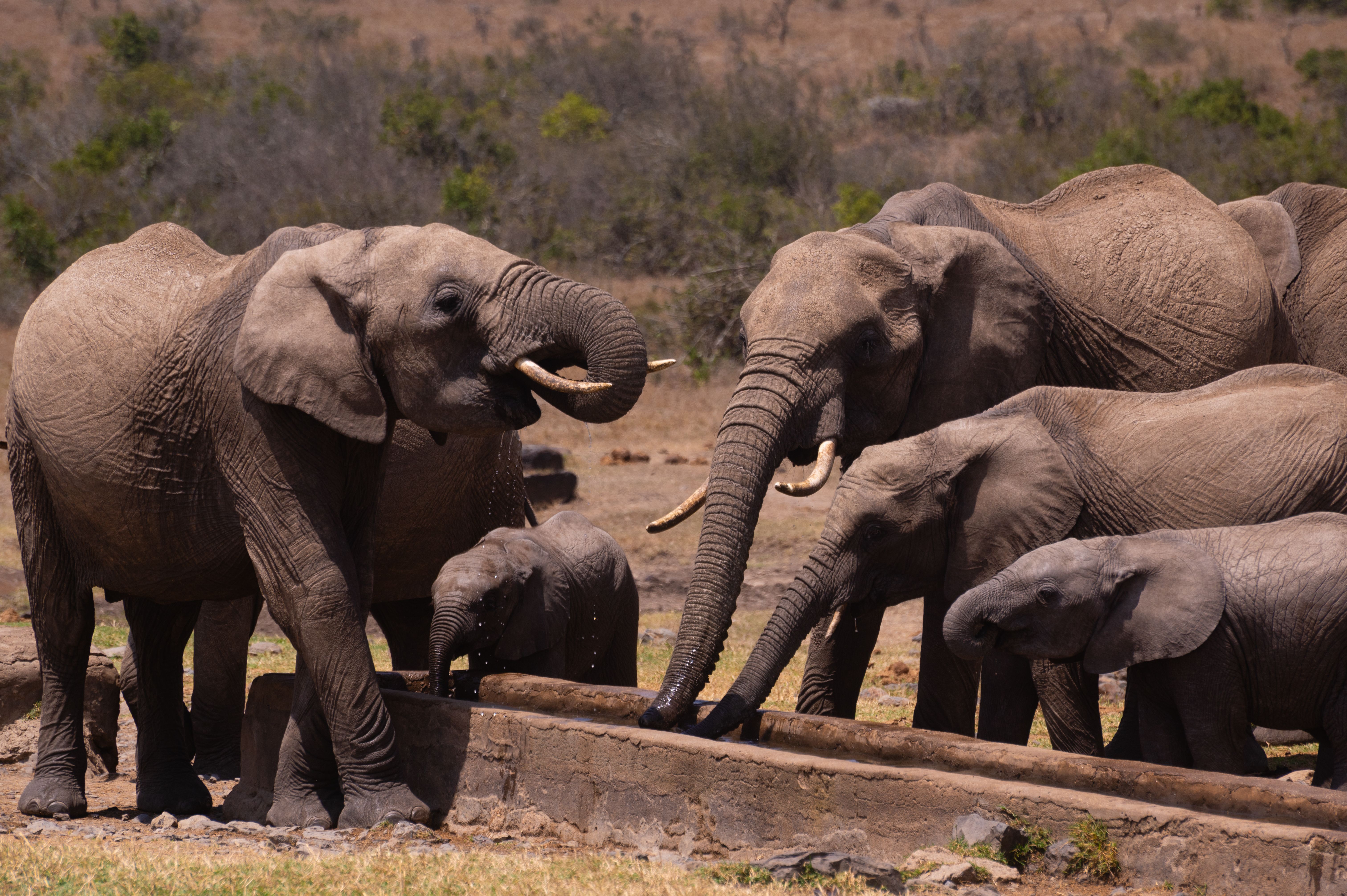 A herd of African elephants drinking at a trough in a savanna landscape.