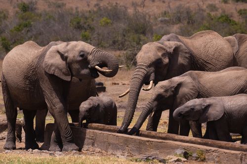 Free A herd of African elephants drinking at a trough in a savanna landscape. Stock Photo