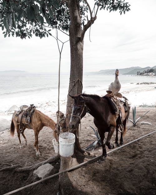 Free stock photo of beach, brown horse, duck