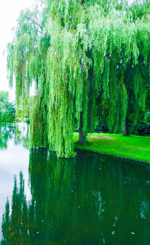 Free stock photo of flower tree, green, plant Stock Photo