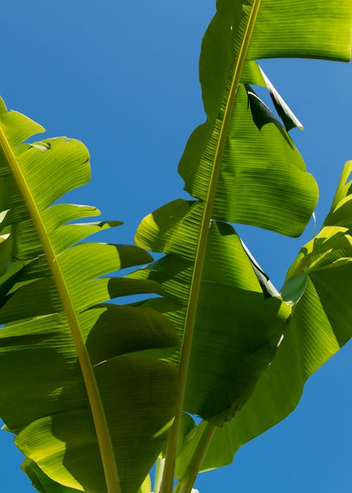 Бесплатное стоковое фото с банановые листья, вертикальный выстрел, главная жилка