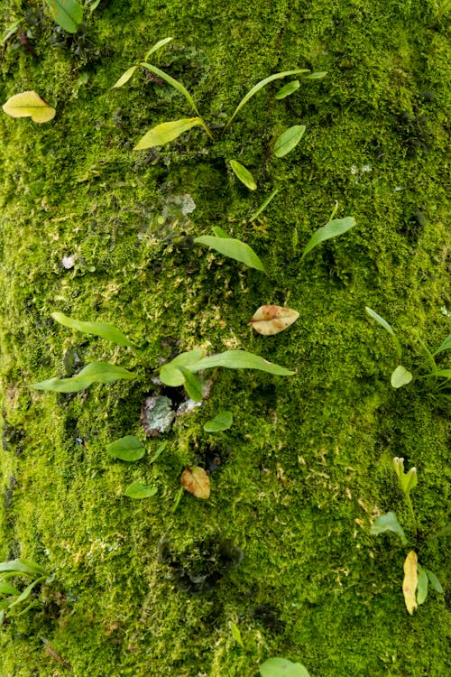 Darmowe zdjęcie z galerii z mech, natura, pionowy strzał