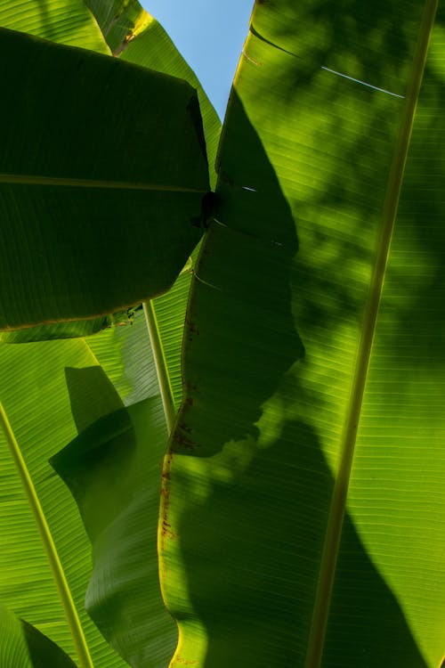 

A Close-Up Shot of Banana Leaves