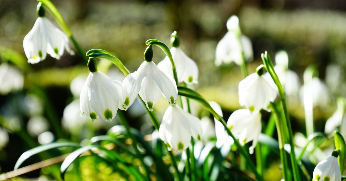 Muguet Porte-Bonheur : Culture & Traditions