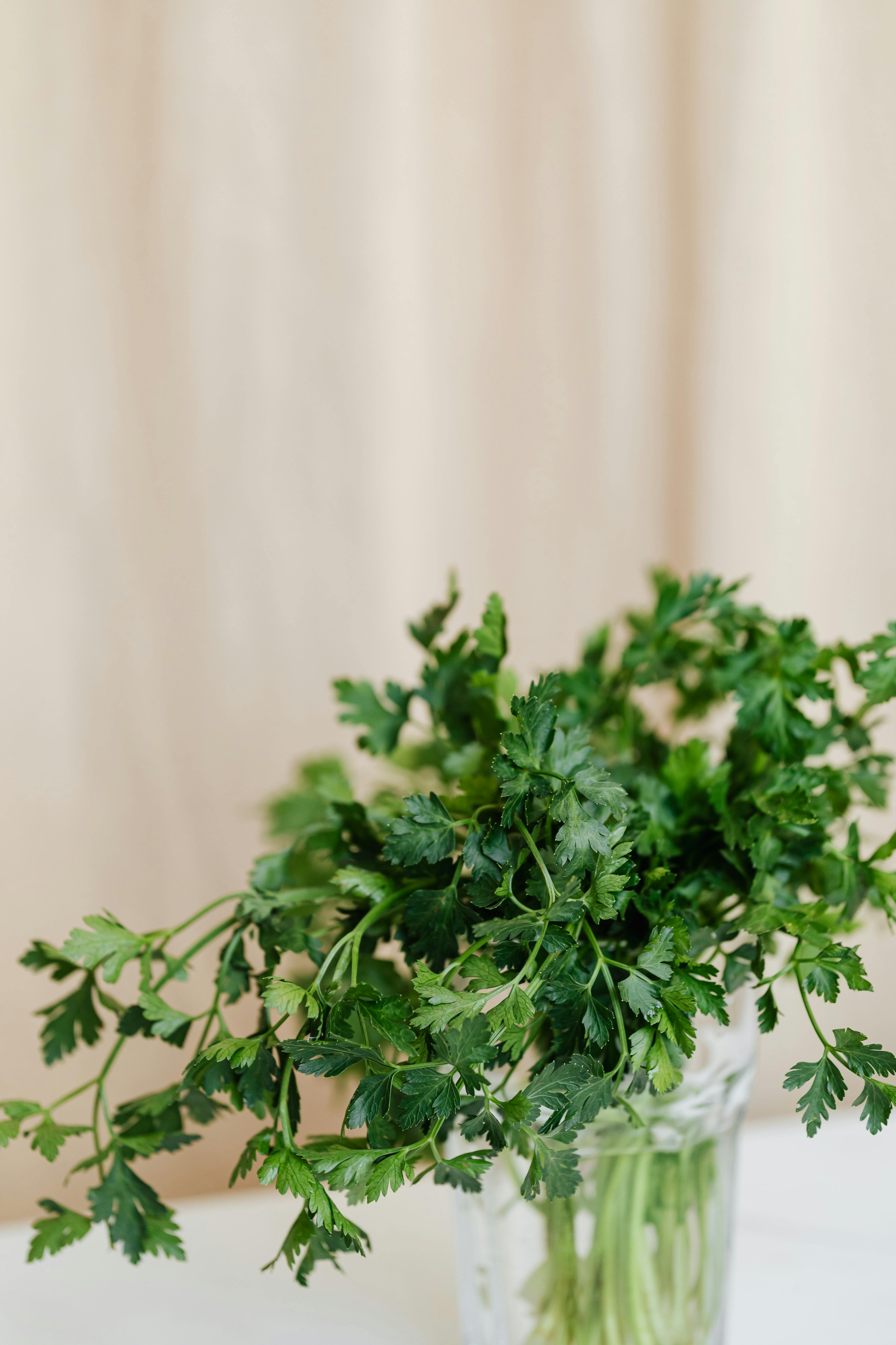 Fresh Parsley - Urban Goes Green Plant Guide