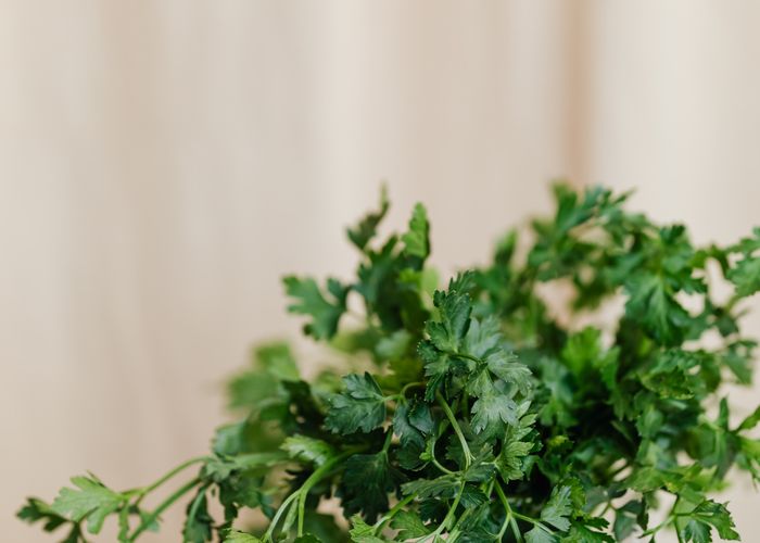 Fresh Parsley - Urban Goes Green Plant Guide