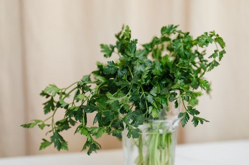 Free Bouquet of bright green fresh parsley placed in glass vase on white table Stock Photo