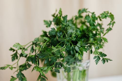 Free Bunch of bright green fresh parsley in decorative glass vase placed on white table Stock Photo