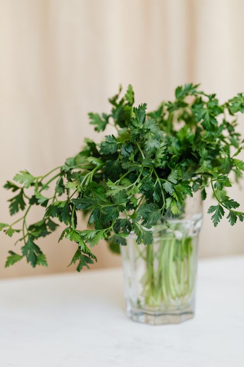 Free Composition of colorful lush fresh parsley in clear glass vase on white table Stock Photo