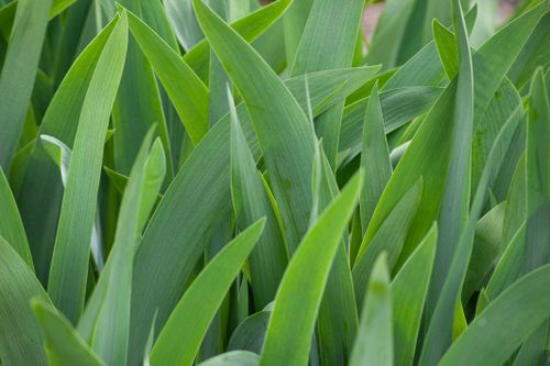 Free An artistic close-up of vibrant green iris leaves in a lush garden setting. Stock Photo