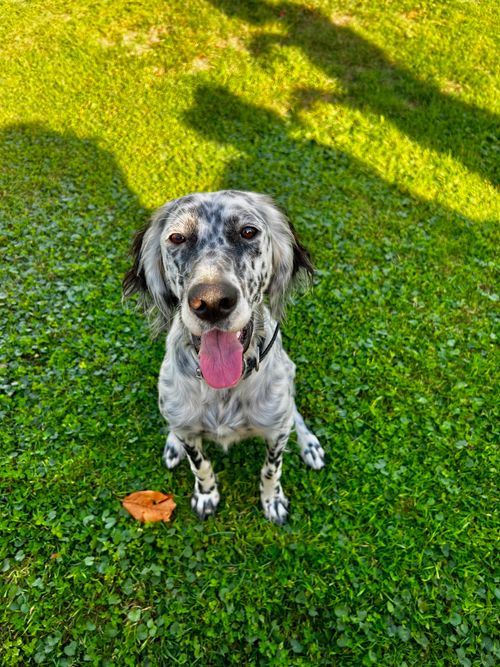 Free A joyful English Setter dog sits on a lush green lawn, enjoying the sunny day. Stock Photo