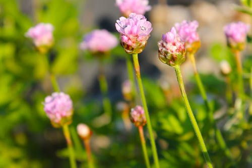 Δωρεάν στοκ φωτογραφιών με λουλούδι ροζ