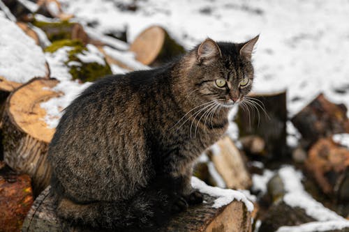 Brown Tabby Cat On A Log