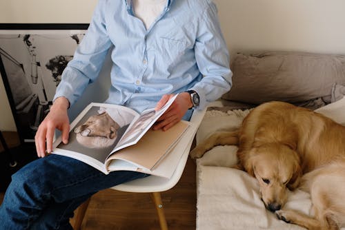 Free From above of unrecognizable male in casual clothes sitting on chair in modern bedroom and reading book while resting near bed with adorable dog Stock Photo