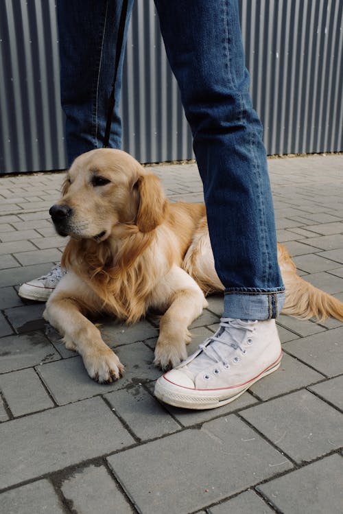 Gratis stockfoto met aan het liegen, aanbiddelijk, aarde